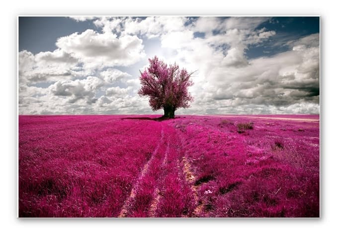 Stampa su Forex - L'albero solitario