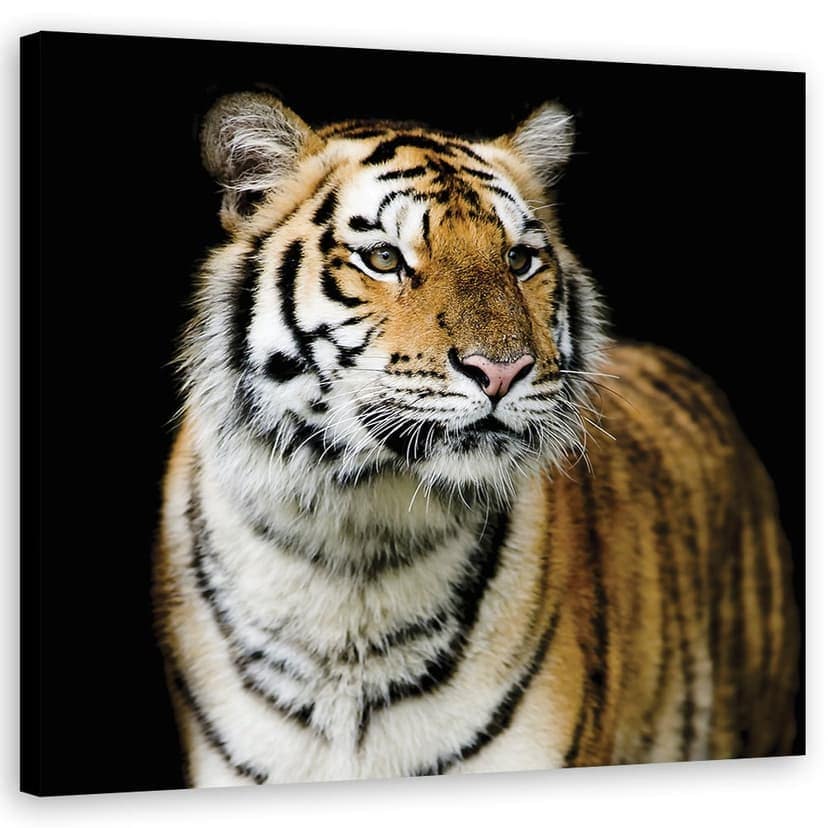 Stampe su tela, Tigre Natura Selvaggia