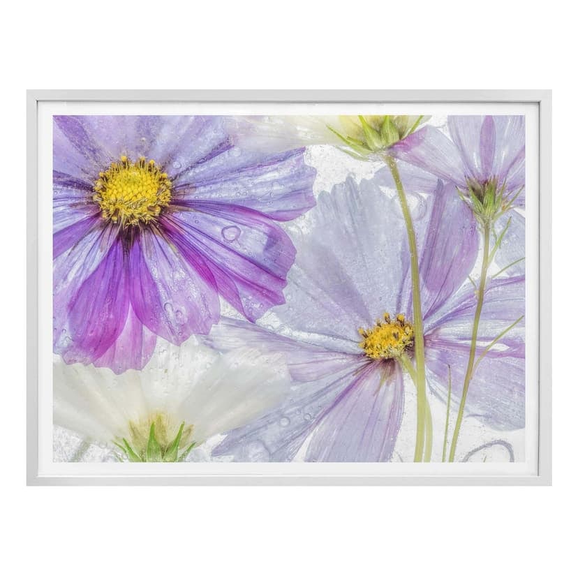 Poster Disher - Frozen Flowers