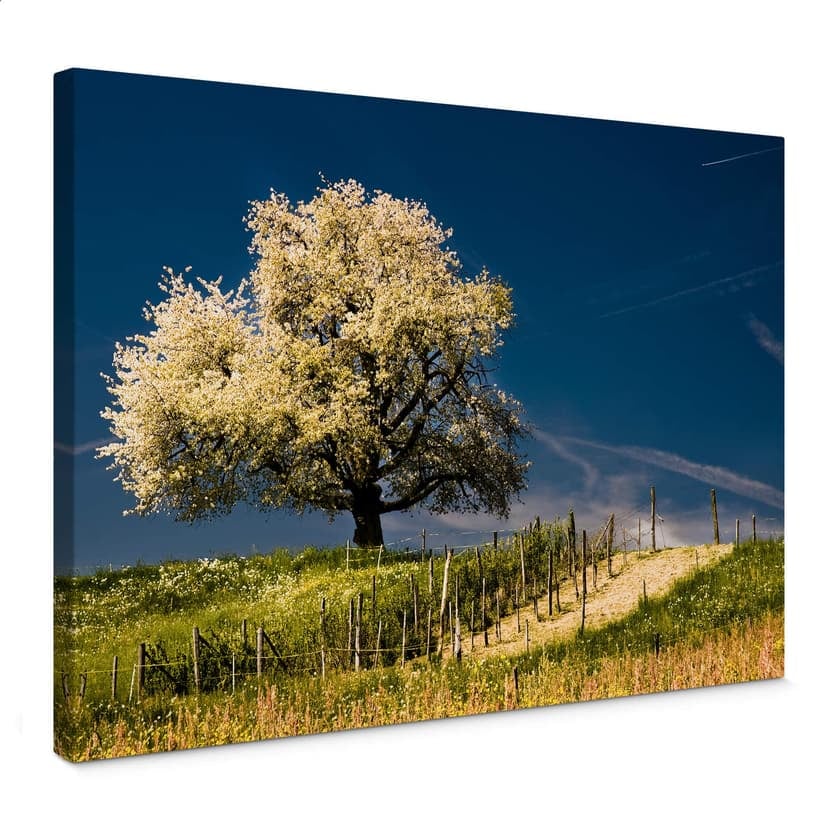 Splendore floreale in aprile