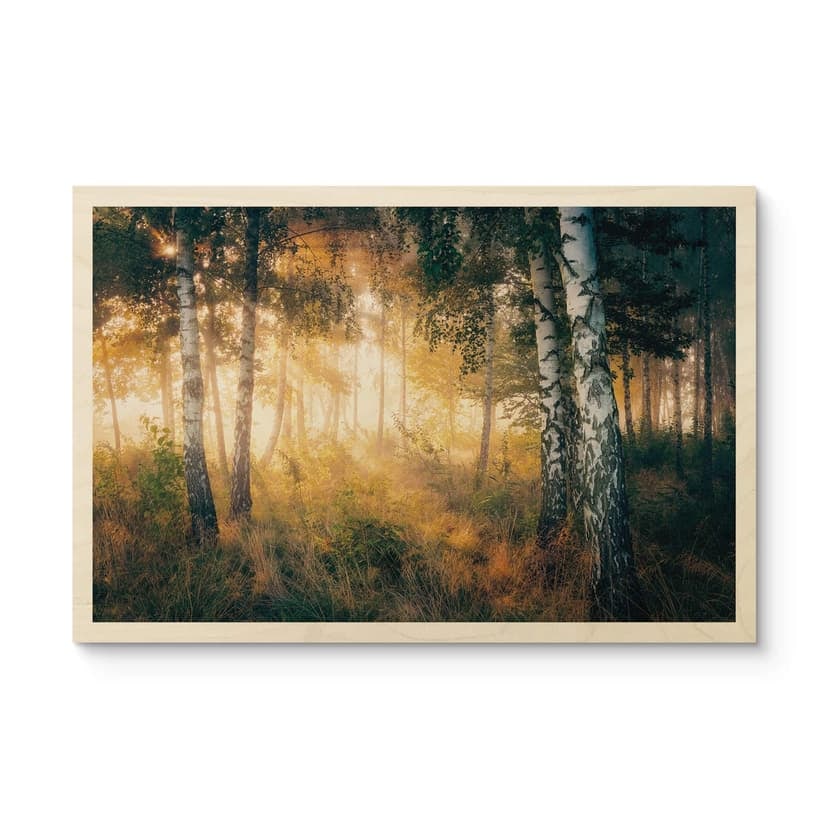 Stampa su legno Il sole nella foresta di betulle - Kado