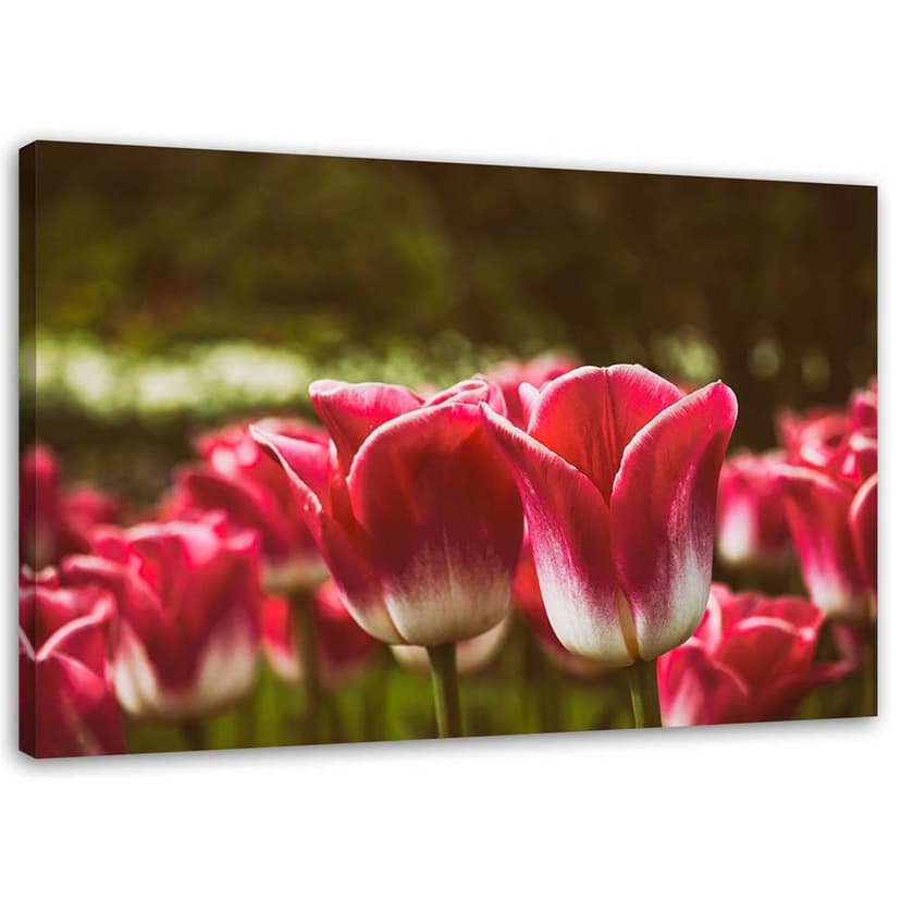 Stampe su tela, Tulipani in fiore