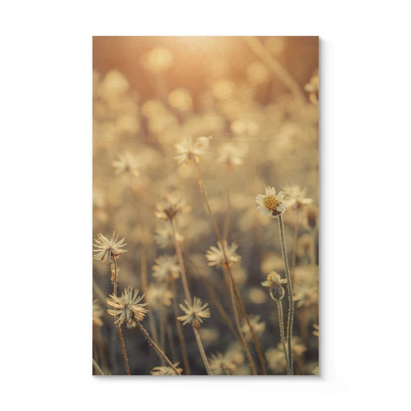 Stampa su legno - Mexican Daisy