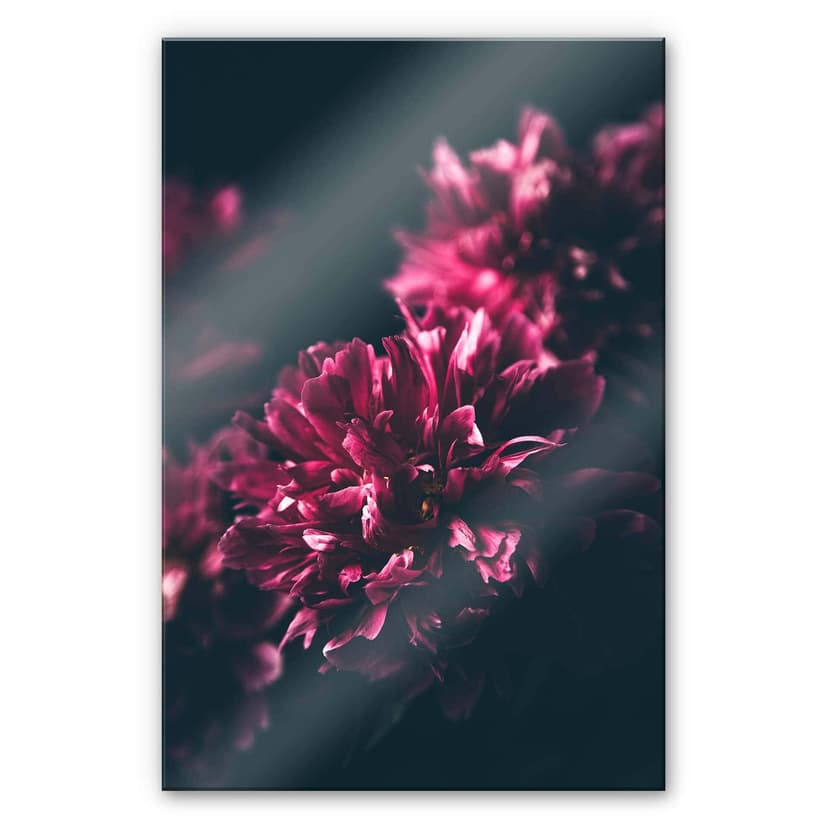 Stampa su vetro acrilico Dream 01 fiore rosa