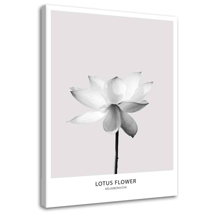 Stampe su tela, Fiore di loto bianco
