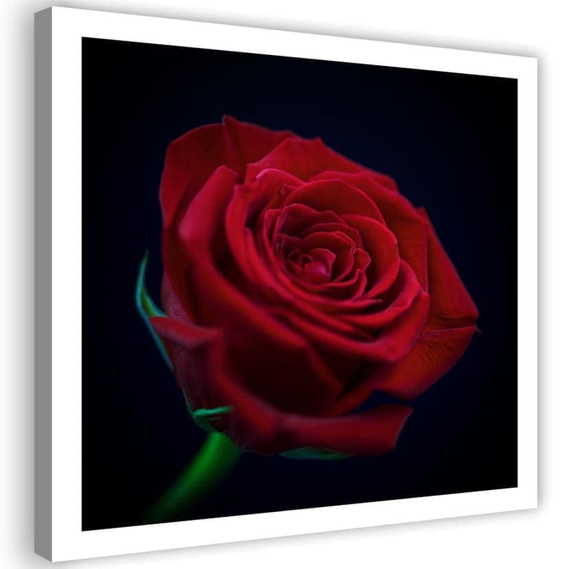 Stampe su tela, Rosa rossa nell'oscurità