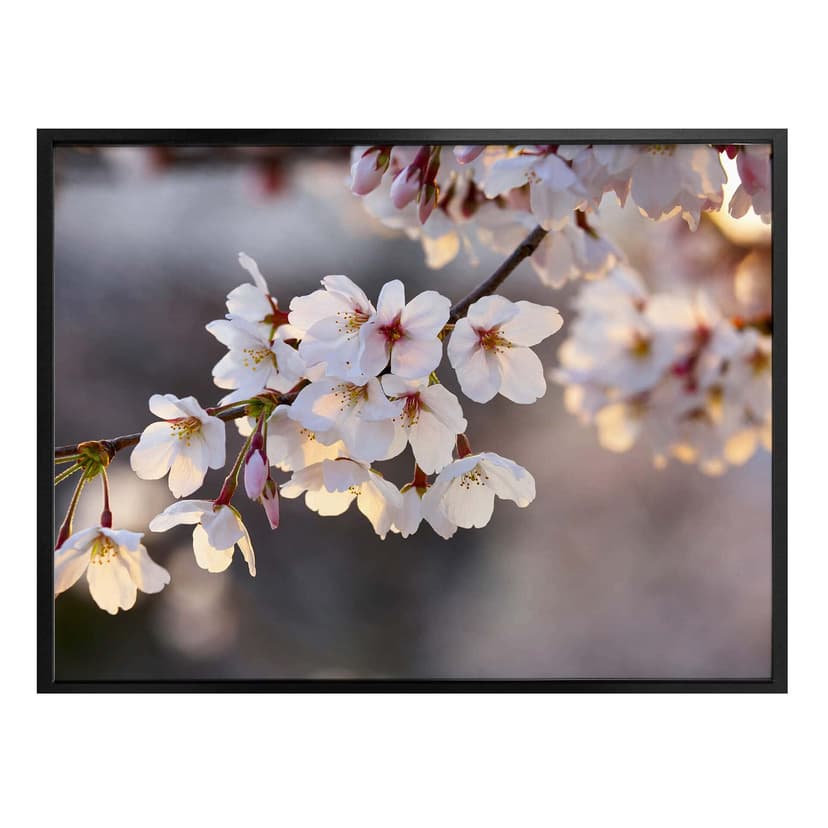 Poster - Ramo con fiori di ciliegio
