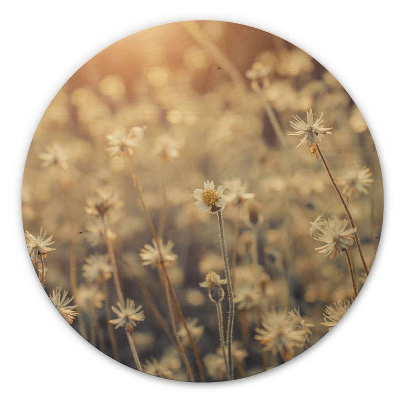 Stampa su legno Mexican Daisy - tondo
