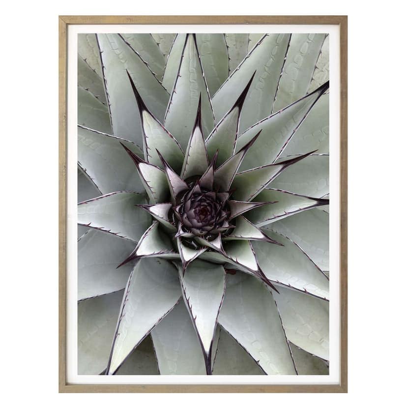 Poster - Agave 01
