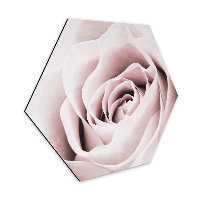 Esagoni Alu-Dibond 1X Studio - Rosa