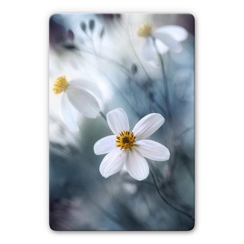 Stampa su vetro Disher - Fiore bianco