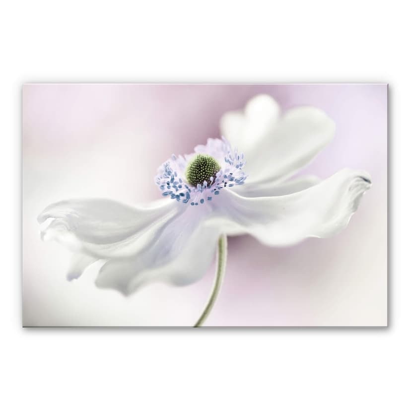 Stampa su vetro acrilico Disher - Anemone Breeze