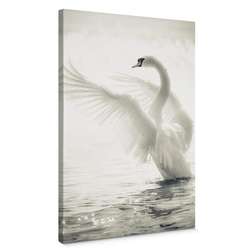 Cigno maestoso