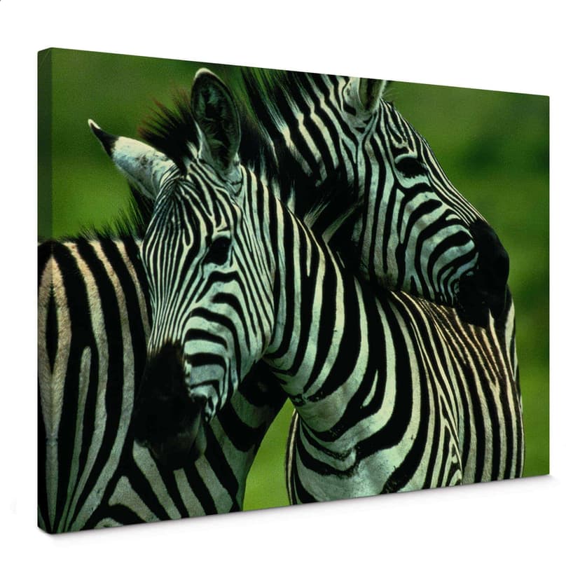 Stampa su tela - NG Coppia di zebre