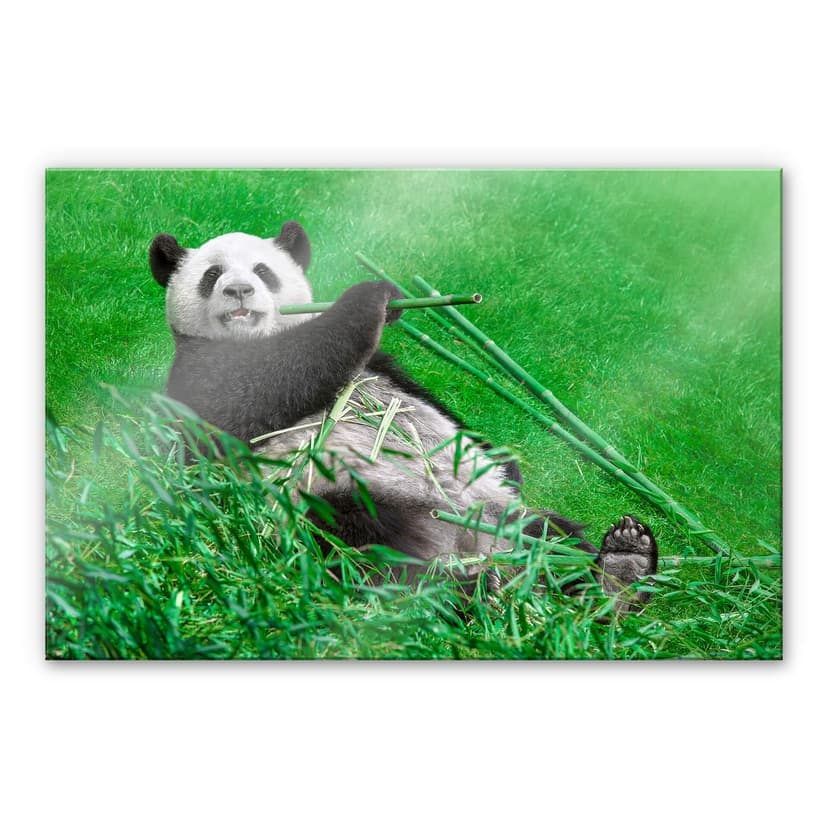Stampa su vetro acrilico Ben Heine - Panda felice