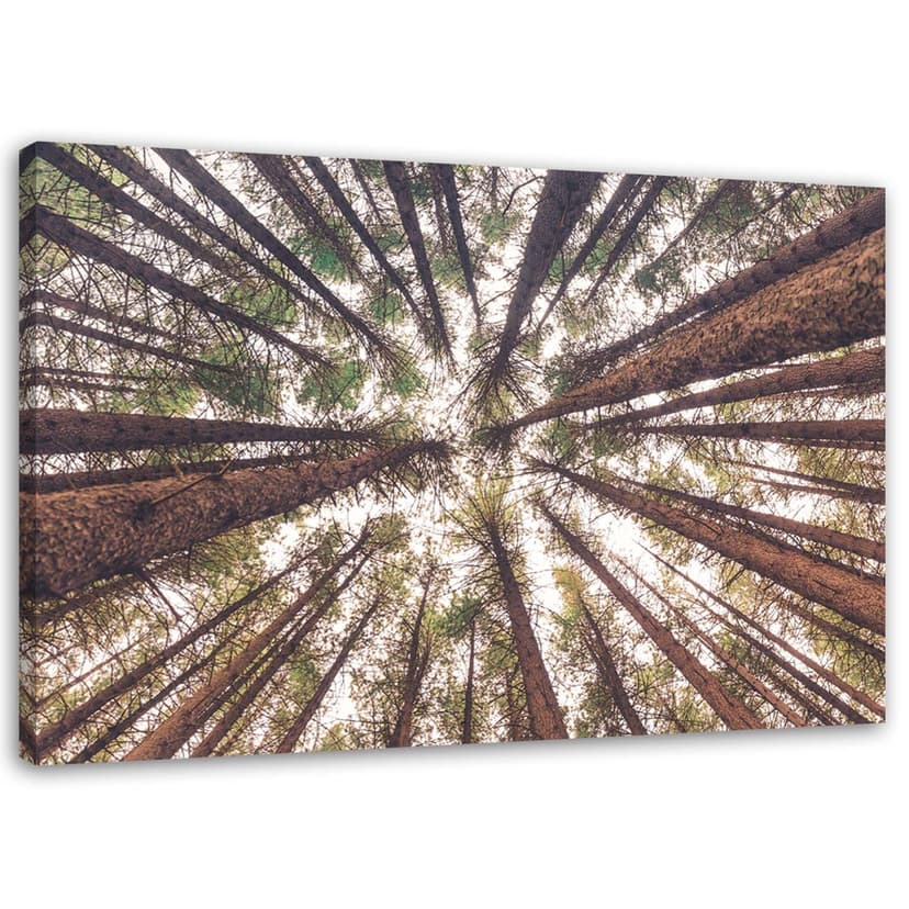 Stampe su tela, Albero foresta natura