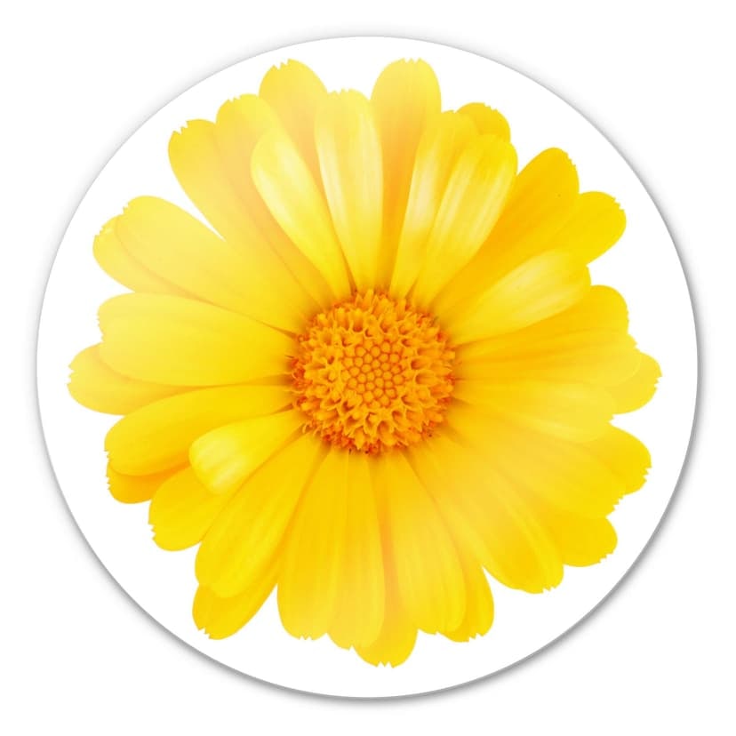 Gerbera gialla - tondo