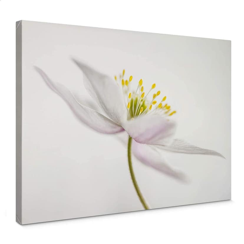 Stampa su tela Disher - Anemone