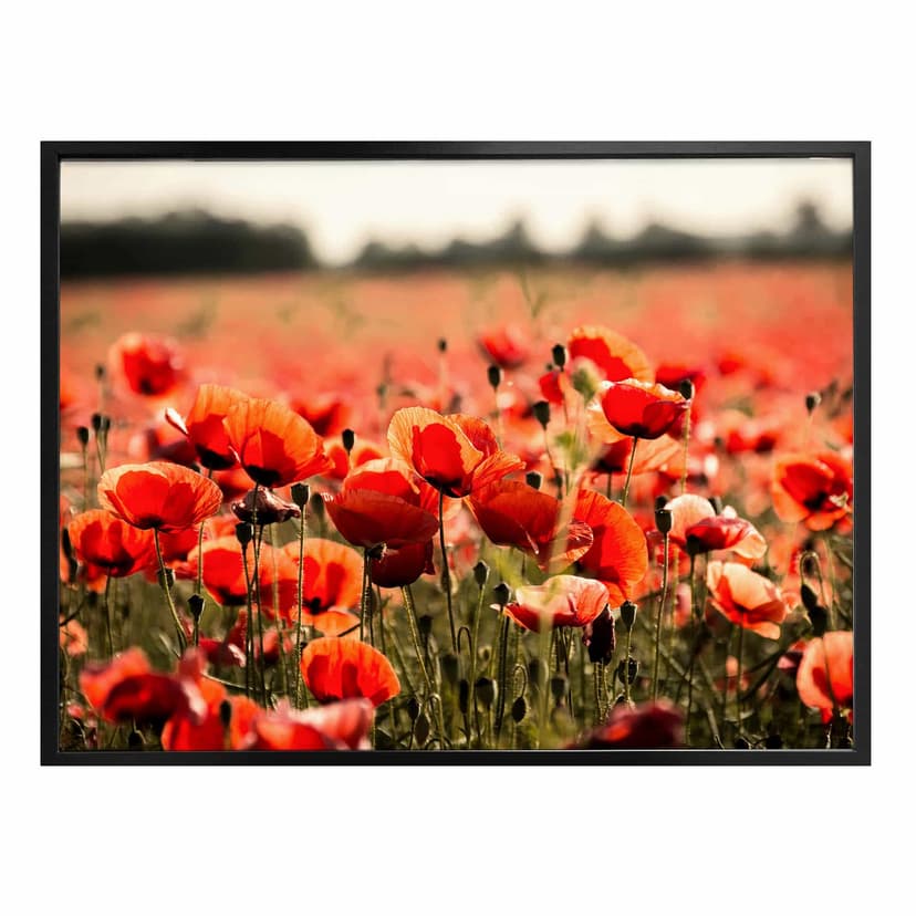 Poster - Campo di papaveri