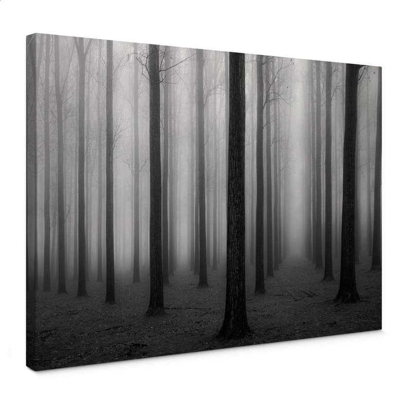 Stampa su tela Bongaerts - Nebbia nella foresta
