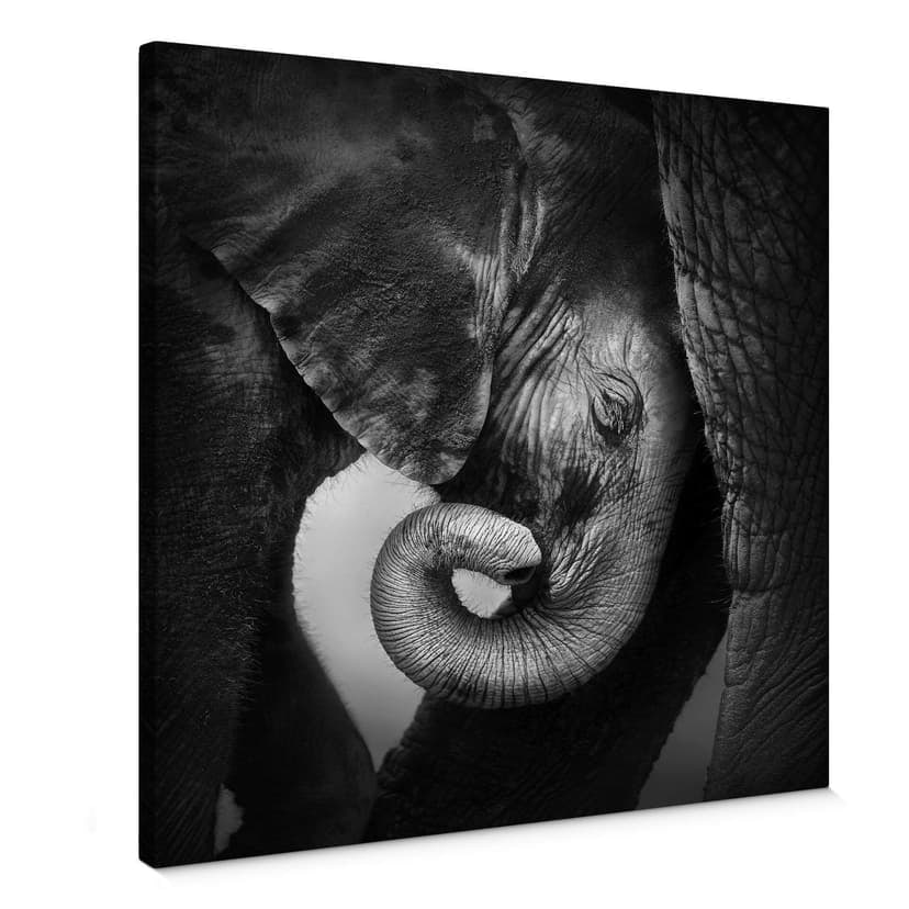 Il cucciolo d’elefante