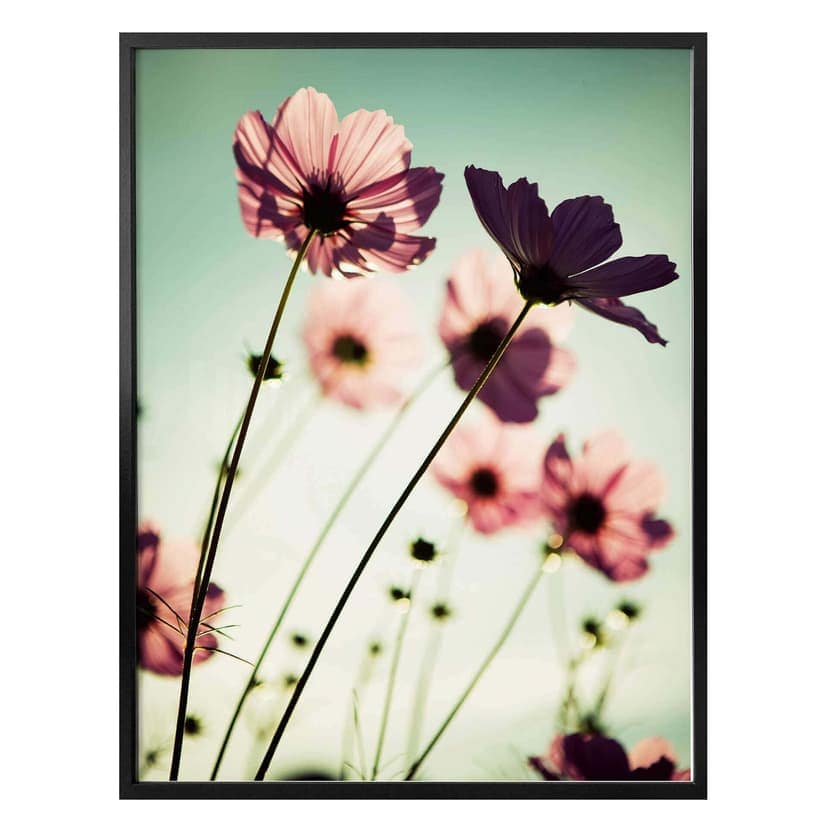 Poster - Cosmee rosa