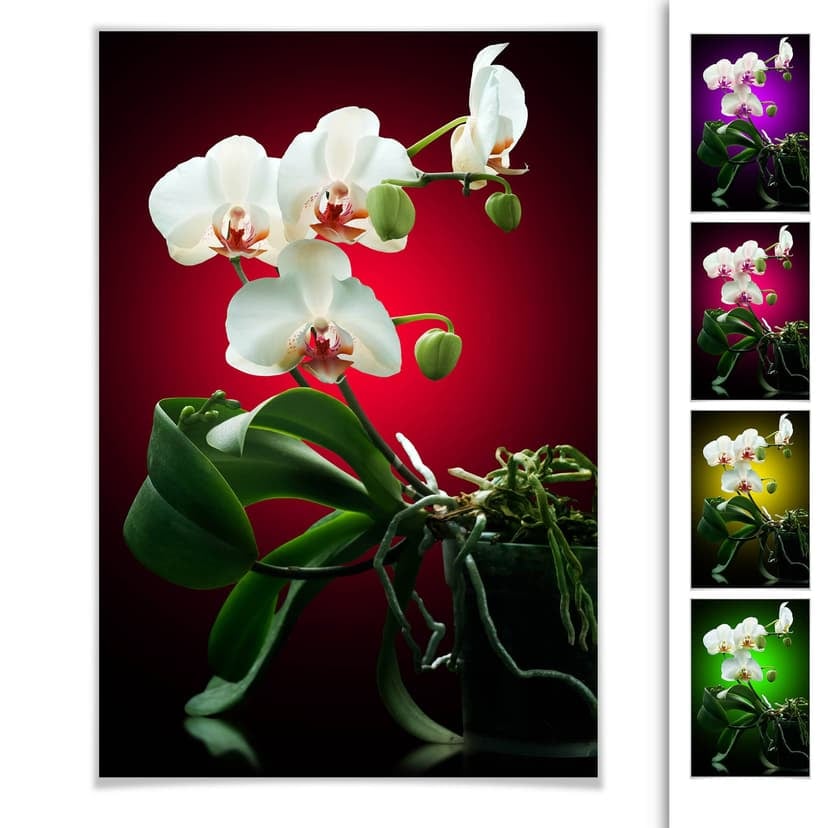 Poster - Splendore floreale di un'orchidea