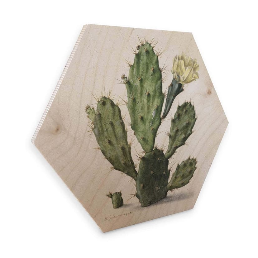 Esagoni in legno Saftleven - Cactus