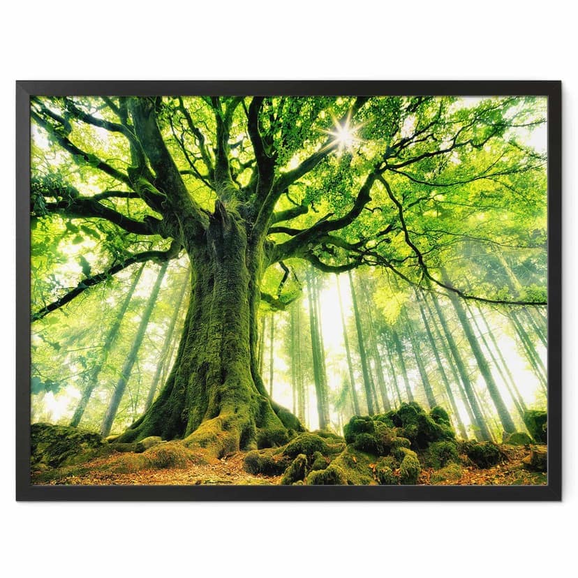 Poster Kiciak - Il bosco delle fiabe