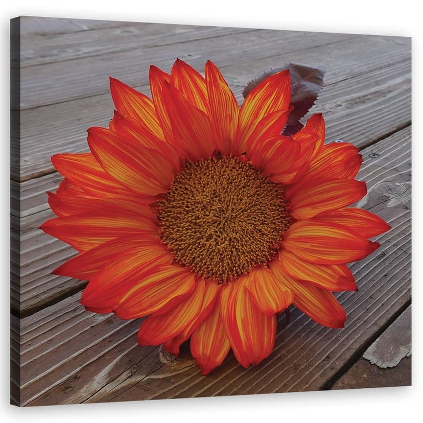 Stampe su tela, girasole arancione