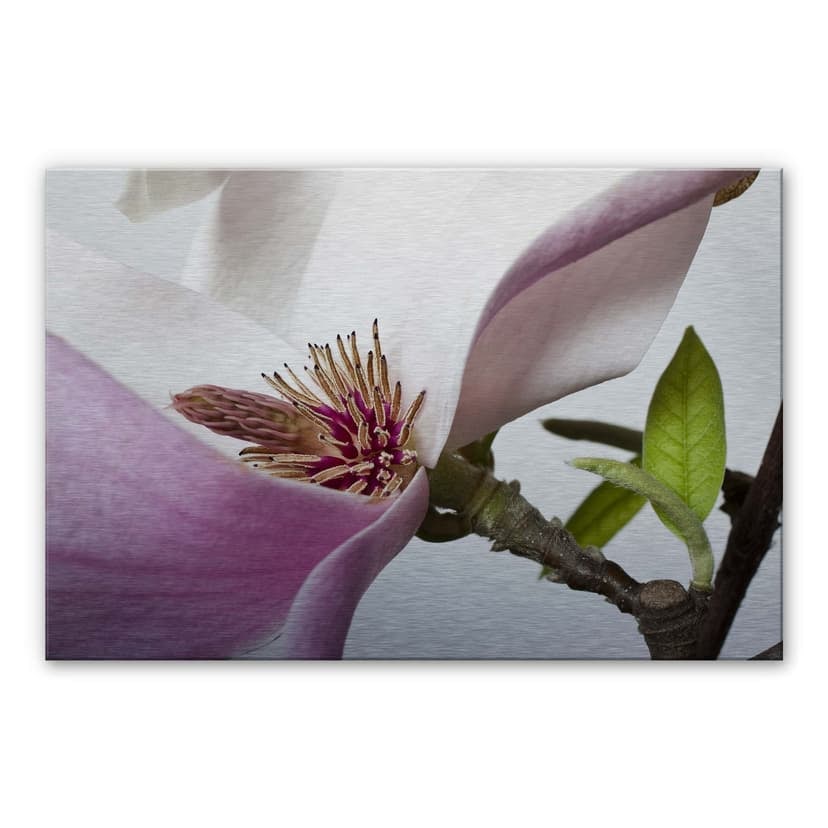 Stampa su Alu-Dibond - Magnolia