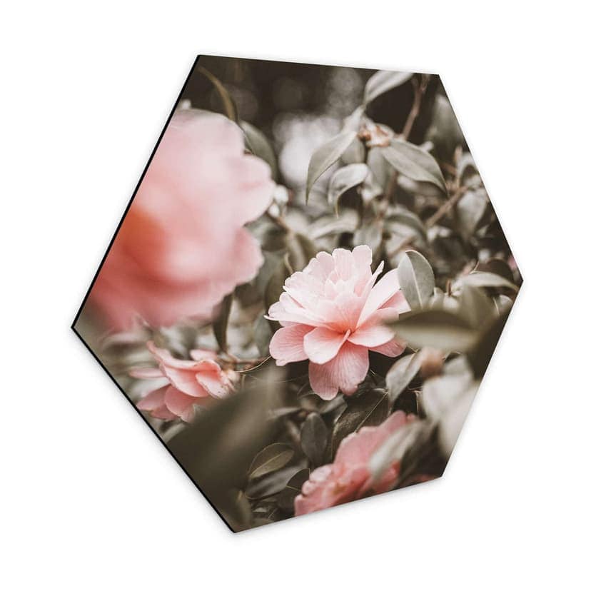 Esagoni in Alu-dibond Annie - Rose