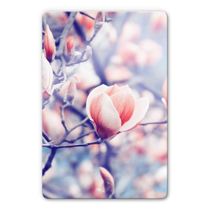 Glasbild Magnolienknospe