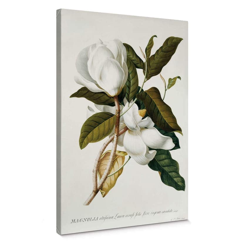 Stampa su tela - Ehret – Magnolia