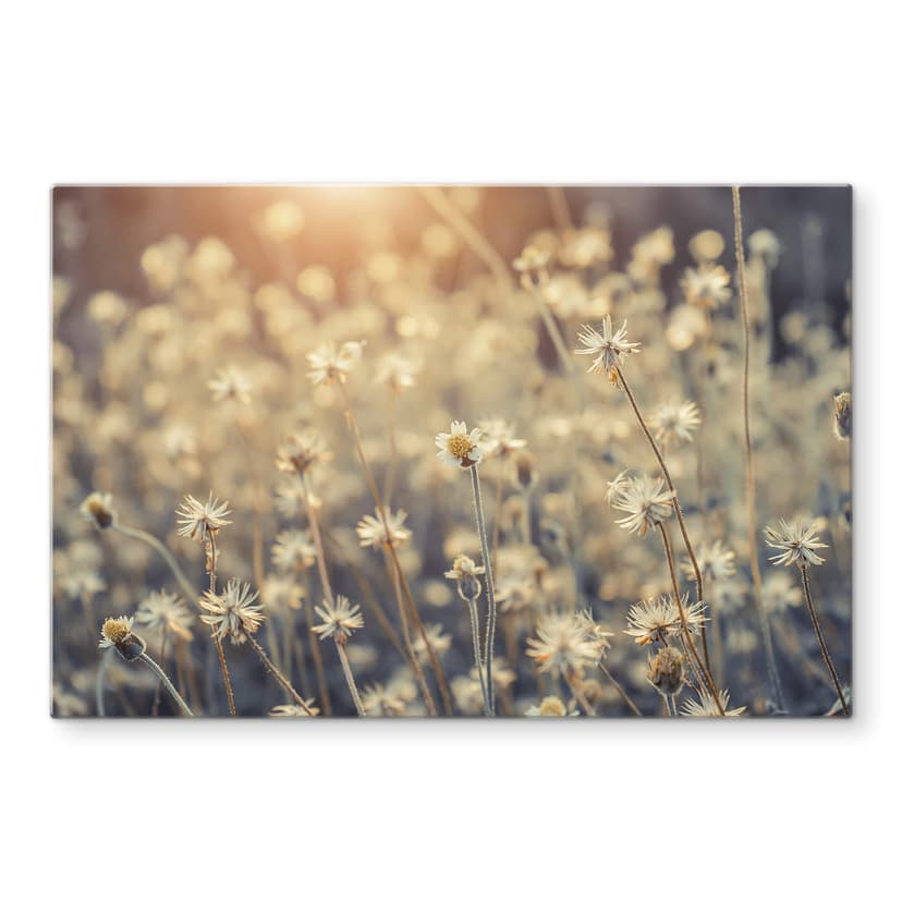 Stampa su vetro - Mexican Daisy