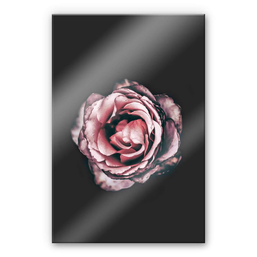 Stampa su vetro acrilico Dream 02 fiore rosa