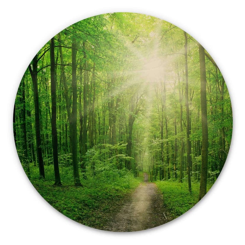 Stampa su legno - Sunny forest
