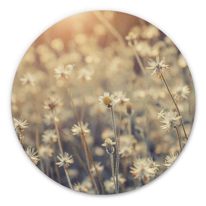 Stampa Alu-Dibond Mexican Daisy - tondo