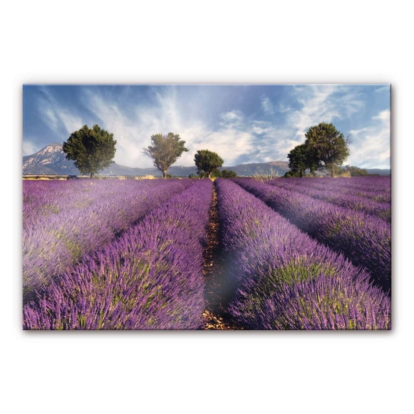 Stampa su vetro acrilico Campo di lavanda