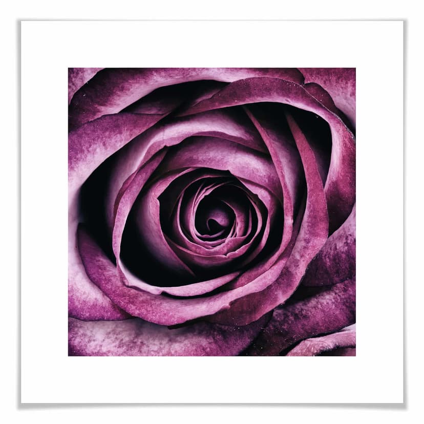 Poster - Rosa