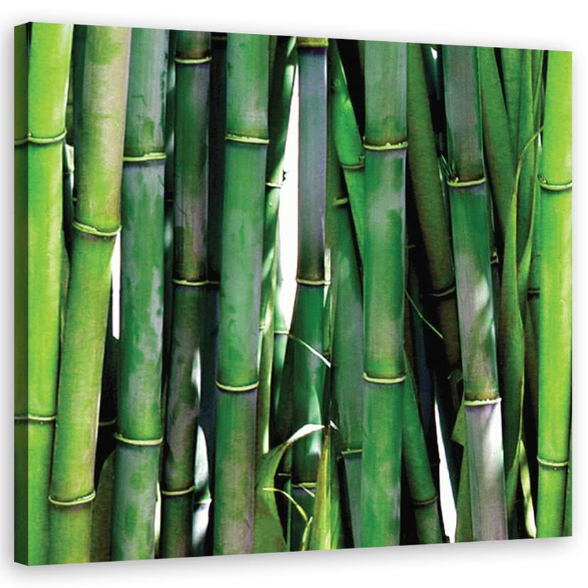 Stampe su tela, Bambù verde
