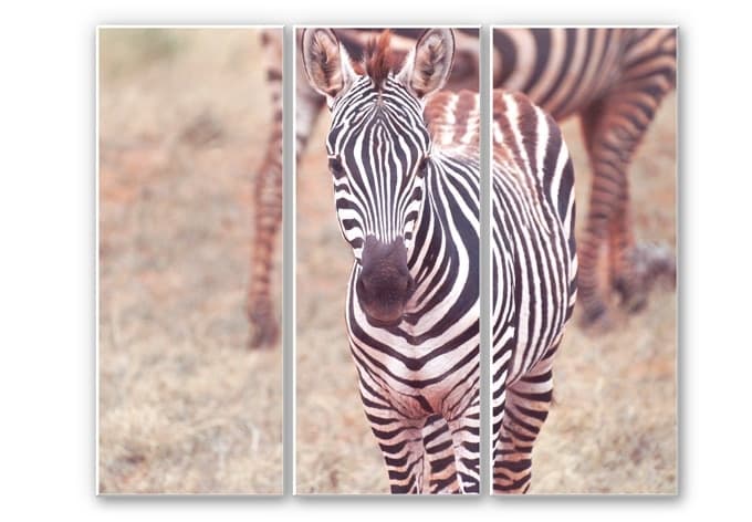 Stampa su Forex - Cucciolo di zebra (tre parti)
