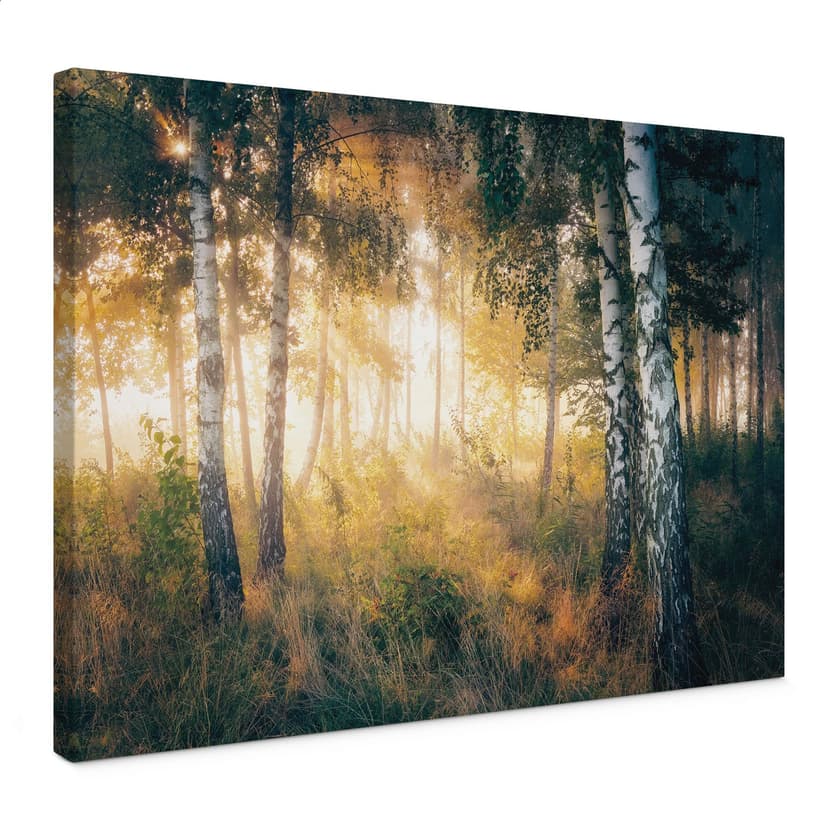 Stampa su tela Il sole nella foresta di betulle - Kado