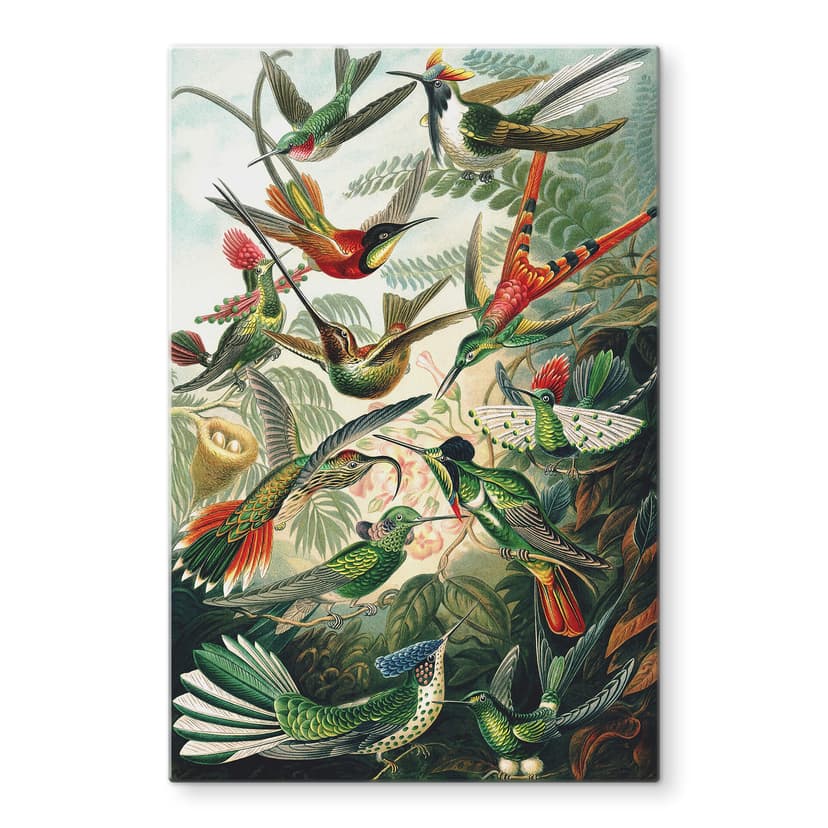Stampa su vetro Haeckel - Colibrì