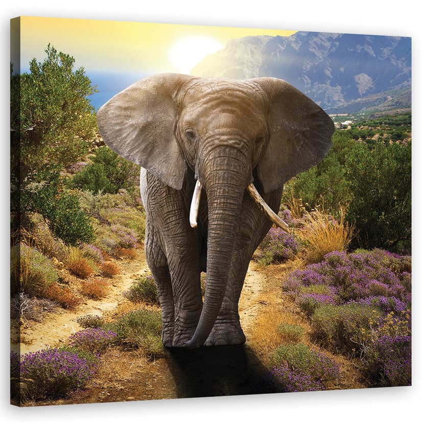 Stampe su tela, Elefante al tramonto
