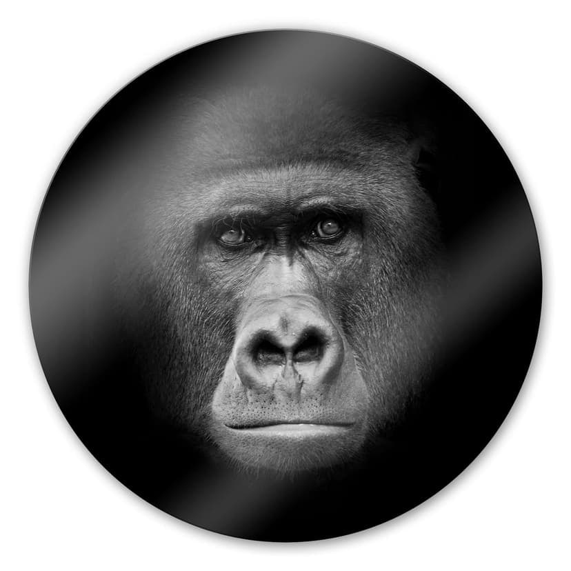 Gorilla - tondo