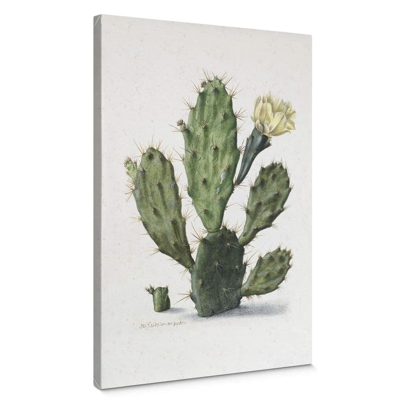 Stampa su tela Saftleven - Cactus