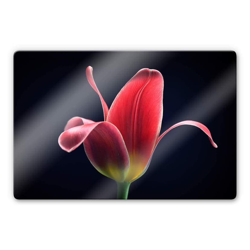 Glasbild Grønkjær - First Tulip