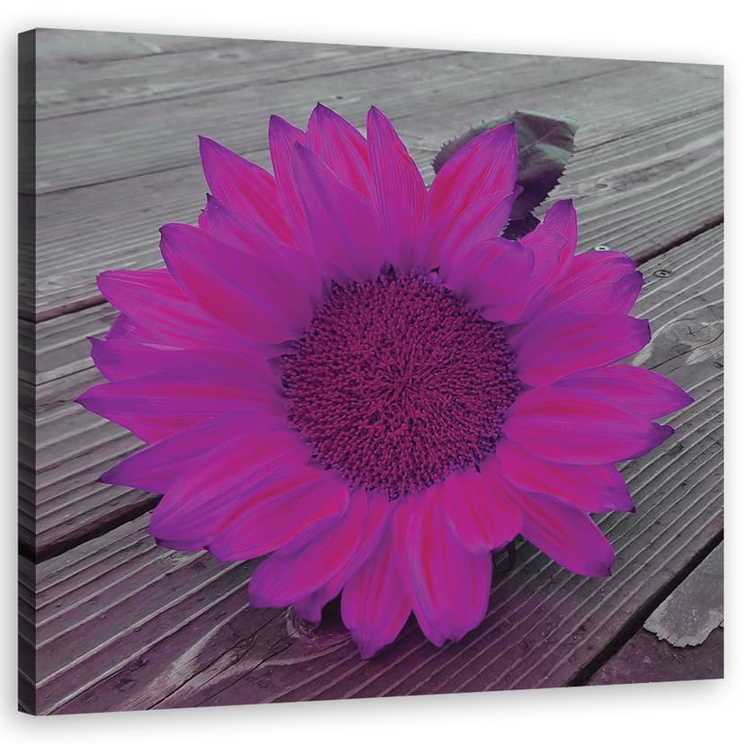 Stampe su tela, girasole rosa