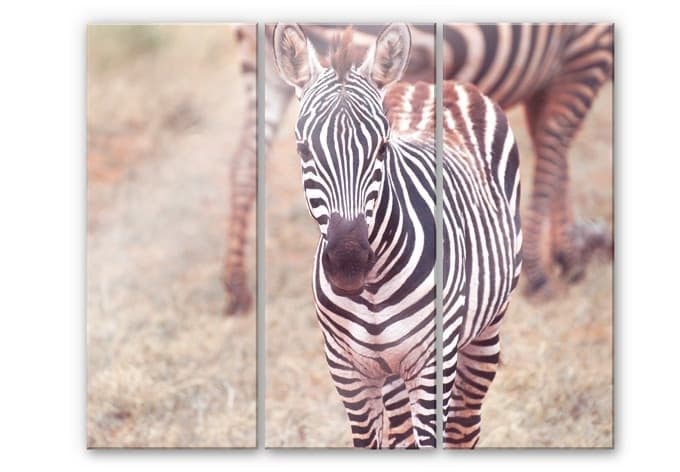 Puledro di zebra (3 parti)
